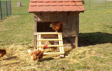 Ferien auf dem Ponyhof