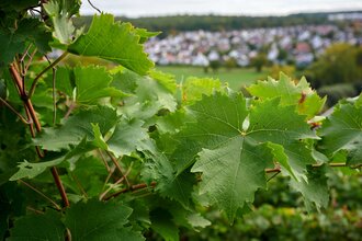 Ferienhaus "Rose" | © Kraichgau-Stromberg Tourismus e.V.