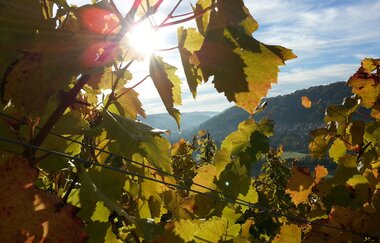 Weinlaub von der Sonne beschienen | © Touristikgemeinschaft Hohenlohe e. V. | Rebenhof Fröscher