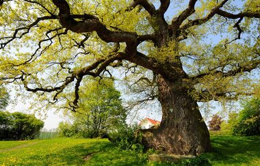 Neuenstein (Hohenlohe) | © Touristikgemeinschaft Hohenlohe e. V. | Stadt Neuenstein