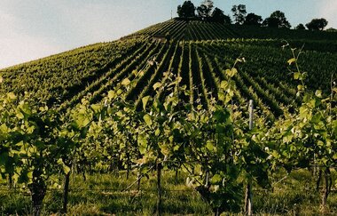 Besenwirtschaft Weingut Berthold | © Weingut Berthold