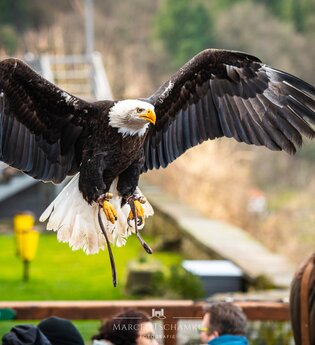 Greifenwarte Burg Guttenberg - Flugvorführungen & Falknerstunden | Haßmersheim | Neckartal