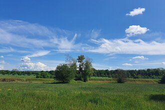 Flächennaturdenkmal Sandgrube am Todtschlag | © BTMV Bruchsal