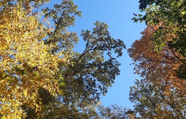 Waldbaden im Herbst | © Svenja Alber