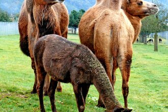 Rauch-Zoo | © Stadt Freudenberg