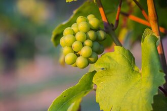 Weingut Albrecht-Gurrath | © Heilbronn Marketing GmbH/Timo Haberl
