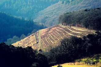 Weingut Alte Grafschaft | © Alte Grafschaft