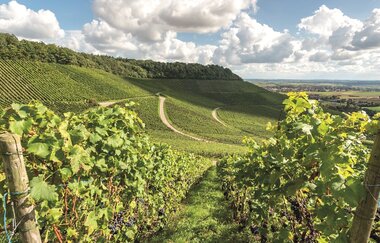 Weingut Holzwarth | © Neckar-Zaber-Tourismus e.V.
