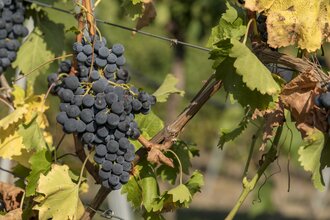 Weingut Schwarz