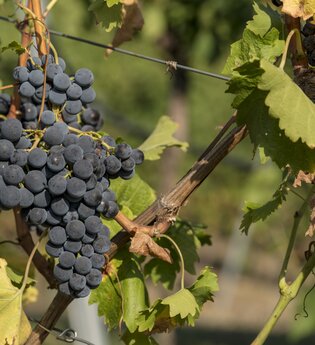 Weingut Volz
