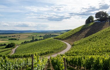 Weinberge in Brackenheim | © Geronimo Schmidt