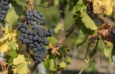Weinstube Drautz