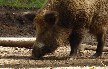 Wildgehege Oftersheim | © Landratsamt Rhein-Neckar-Kreis