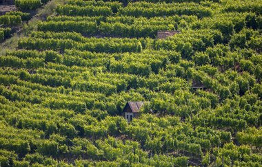 3B-Land: Wein & Obst-Tour | © Achim Mende