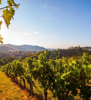 Badischer Weinradweg - Etappe 3: Breisgau | © Unbekannt