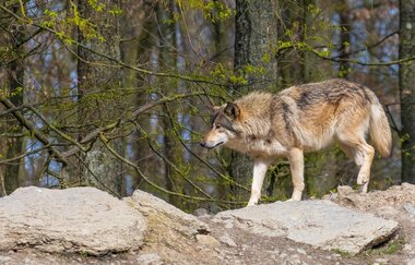 Erlebnistour 3: Zum Frankendom nach Wölchingen | © Liebliches Taubertal