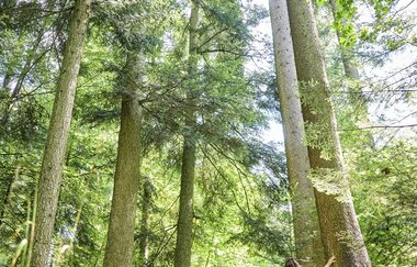 Fuxi-Naturerlebnis-Pfad | © Hohenlohe + Schwäbisch Hall Tourismus e. V.