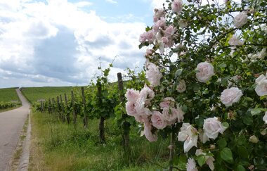 Kraichgau-Stromberg: Mettertal-Tour