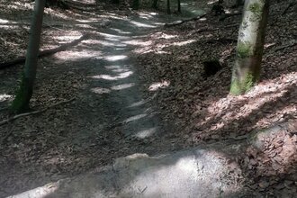 Trailweg zwischen belaubten Bäumen