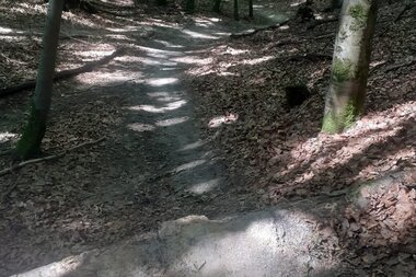 Trailweg zwischen belaubten Bäumen