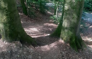 Trailweg zwischen belaubten Bäumen