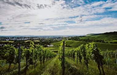 N6 Sportliche Familienausfahrt im Neckartal und Sulmtal | © Weingut Schäfer-Heinrich, Nico Kurth