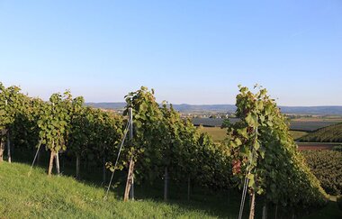 Grüne Weinreben | © Touristikgemeinschaft Hohenlohe, e. V.