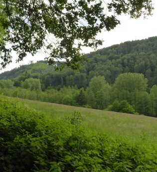 Rundtour Neckargemünd - Kleiner Odenwald | © Landratsamt Rhein-Neckar-Kreis