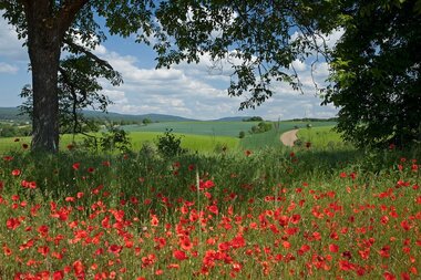 Blühendes Mohnfeld in der Kraichgauer Hügellandschaft mit sommerlichen Wiesen und Feldern und Bäumen und Wald. | © Landratsamt Rhein-Neckar-Kreis