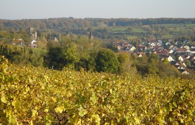 Rundwanderung entlang von Streuobstwiesen und Reben auf den Michaelsberg | © Land der 1000 Hügel - Kraichgau-Stromberg