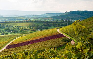 Schleife Zabergäu | Württembergischer Weinwanderweg | © Touristikgemeinschaft HeilbronnerLand e.V.