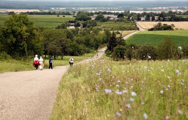 Tour de Spargel | © Bruchsaler Tourismus, Marketing & Veranstaltungs GmbH