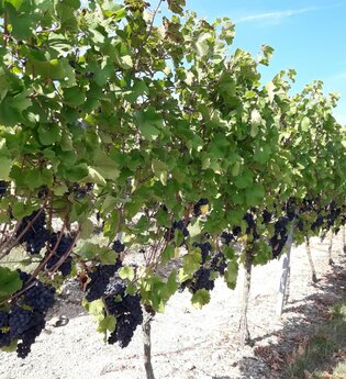 Wasser.Wein.Weite | © Tourist-Information Külsheim