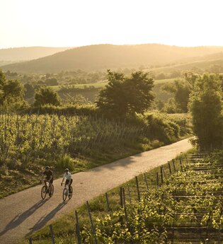 Zwei Radfahrernde fahren durch Weinberge am Derdinger Horn. Die Straße führt durch eine weite Hügellandschaft im goldenen Licht. | © Tourimia Tourismus GmbH | Stefan Leitner Photography